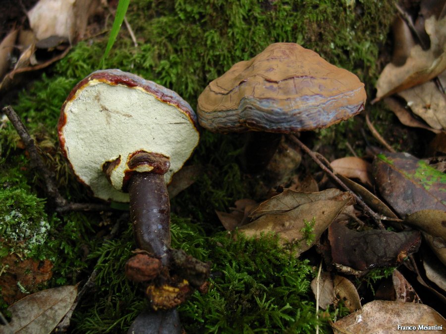 Ganoderma lucidum.........opaco